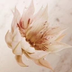 Paco Rabanne Olympea Bodylotion, 200 Ml 10 Paco Rabanne Olympea Bodylotion, 200 Ml -Clarins Salgsbutik 3349668528721 4