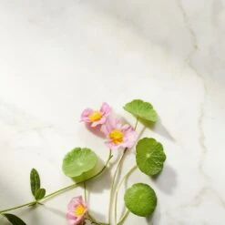 Rituals Ageless Firming Day Cream Refill, The Ritual Of Namaste, 50 Ml -Clarins Salgsbutik 8719134120370 5