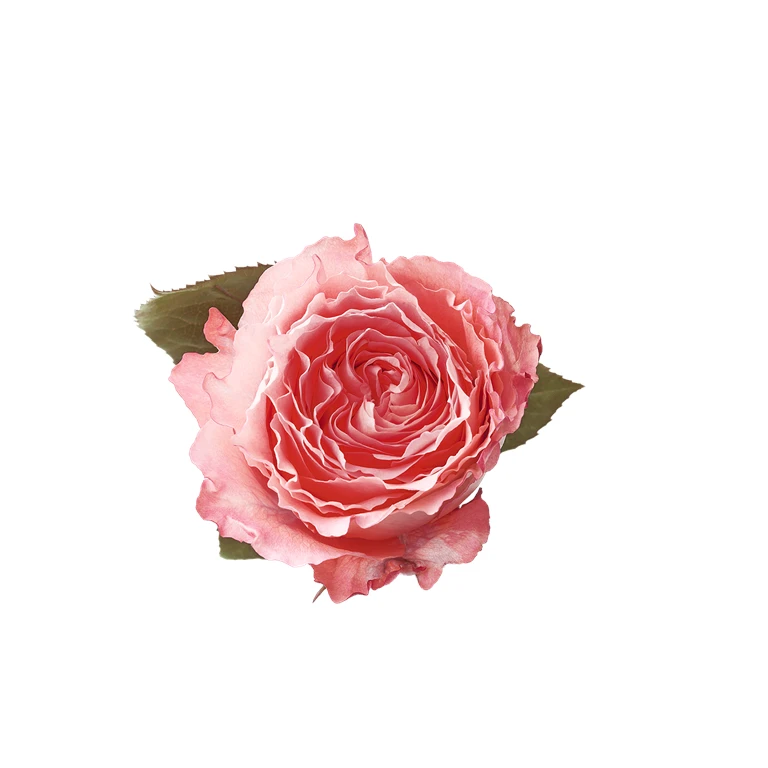 Rituals M'Gouna Body Mousse To Oil, 150 Ml 3 Rituals M'Gouna Body Mousse To Oil, 150 Ml - Billede 3